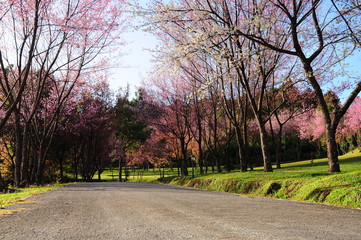Thai Sakura blooming beside the road in Thailand