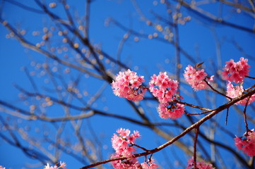 Thai Sakura blooming isolated on the blue sky