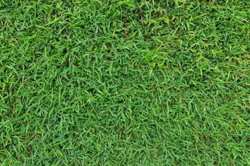 Close-up image of fresh spring green grass