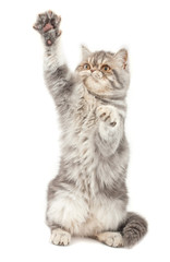 Exotic short-haired kitten.