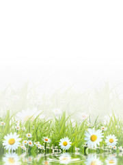 White camomiles and green grass as a background