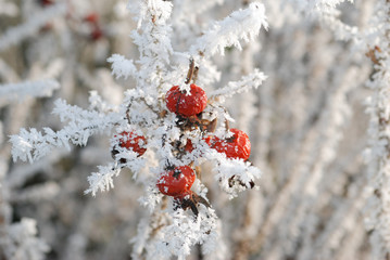 Eisbeeren (Vogelbeeren)