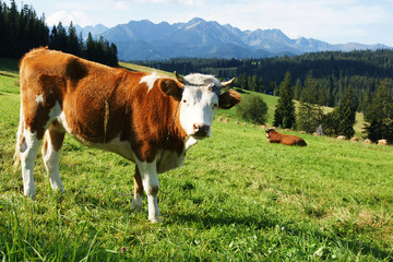 Fototapeta na wymiar Cow on the background of Polish Tatra high mountains
