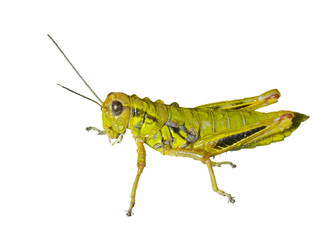 Grasshopper with raindrops 3