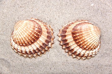 Muschelschalen  am Strand