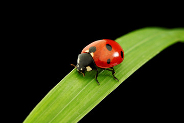 ladybug isolated on black
