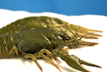 Crawfish