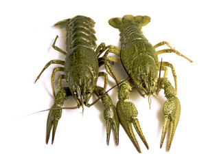 Crawfish