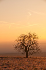 Lonely tree on the field in the mist at sunrise
