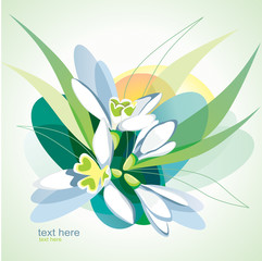 Blossoming snowdrops.