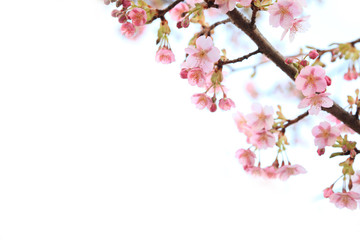 彼岸桜の背景素材
