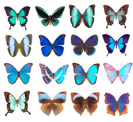Obraz na płótnie Canvas Some various butterflies isolated on white