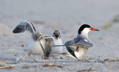 Common tern babies