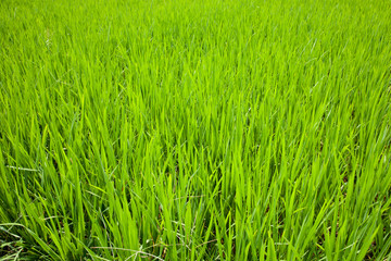 Fresh green paddy rice field