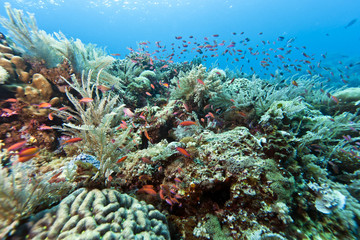 Coral garden Indonesia