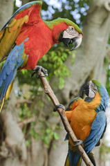 Blue and Yellow Macaw
