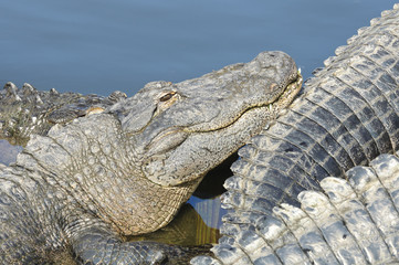 Alligator