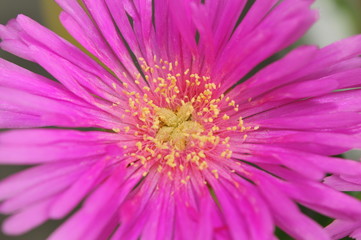 Fototapeta premium Pollen