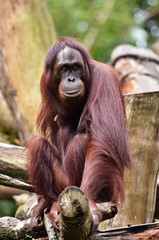 Orang Utan in Singapore Zoo