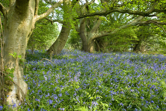 Bluebell Flowers and Beech Woodland