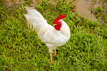 Rooster standing on the grass