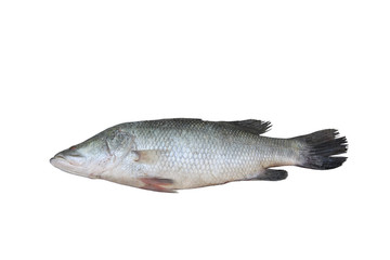 Bhetki fish isolated on white