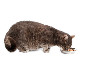 Cat eating.