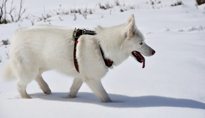 husky dans la neige