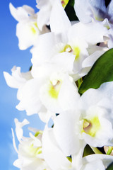 White dendrobium nobile orchid