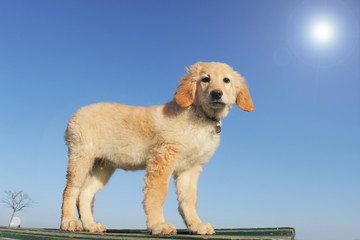 chiot hovawart