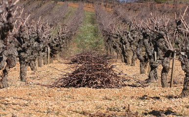 vignes