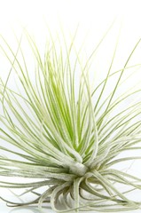 Tillandsias: 