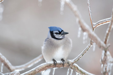 Blue jay on ice covered branches