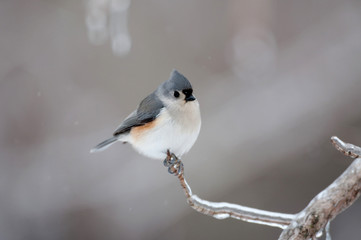 Tufted titmouse perched in icy branch