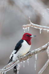 Red-headed woodpecker on icy branch