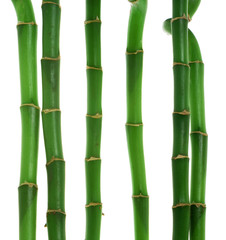 Six stems of bamboo against white background.