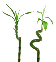 Two lucky bamboo isolated over white background.