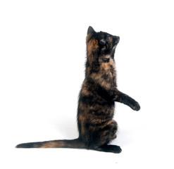 Cute kitten playing on white background