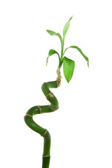 Lucky green bamboo isolated over white background