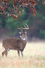 White-tailed deer buck rut behavior