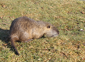 nutria in the wild