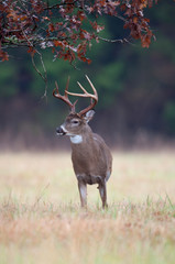 White-tailed deer buck rut behavior