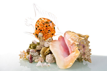 Big sea shell with glass fish and corals still life isolated