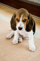 Babyhund im Wohnzimmer