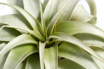Tillandsias xerographica: 