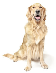 Golden Retriver Photographed On White Background