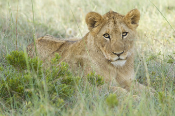 A young lion cub rests on a open grassland.