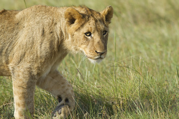 A young lion cub walking on a open grassland.