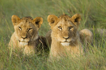 Two young lion cubs resting on a open grassland.