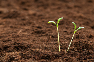 Green seedling illustrating concept of new life